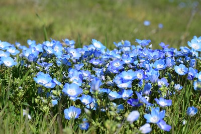 白天绿色草地上开着蓝色的花